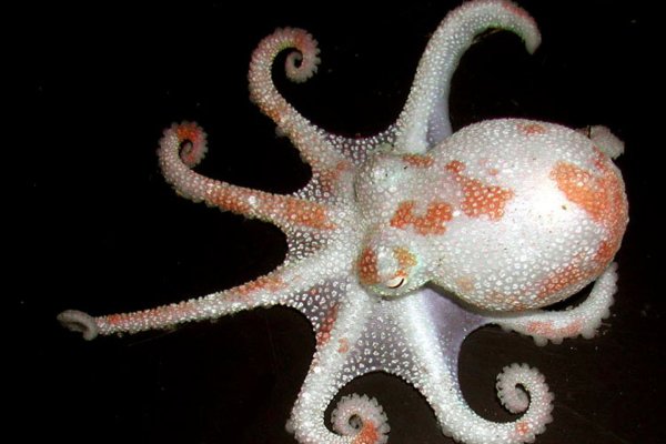 Зеркало kraken тор ссылка рабочее